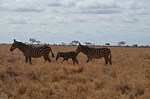 Safari Kenya 0282.jpg
